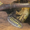 Isopode-crustacé 100% terrestre-Porcellio haasi hight yellow-JeroMantis & Co
