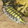 Isopode-crustacé 100% terrestre-Porcellio haasi hight yellow-JeroMantis & Co