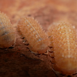 Isopode-crustacé 100% terrestre-Cristarmadillidium muricatum-JeroMantis & Co