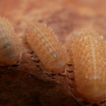 Isopode-crustacé 100% terrestre-Cristarmadillidium muricatum-JeroMantis & Co