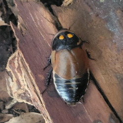Blatte-insecte-Lucihormetica verrucosa-JeroMantis & Co
