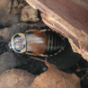 Blatte-insecte-Lucihormetica verrucosa-JeroMantis & Co