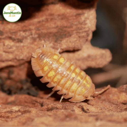 Armadillidium Granulatum "Naranjito"