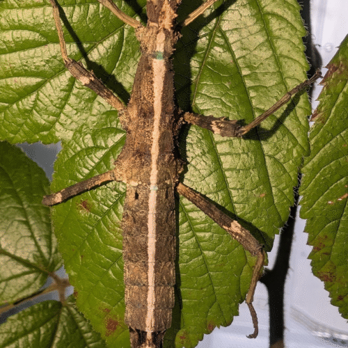 Design sans titre(99) Sungaya inexpectata (Phasme écorce)