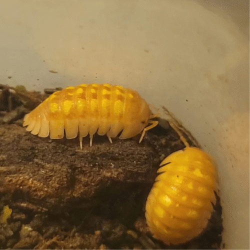 Source Isoland(20) Armadillidium granulatum (Naranjito)