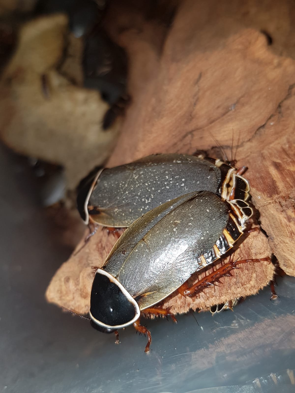 WhatsApp Image 2025-07-28 at 16.20.15 Simandoa conserfariam