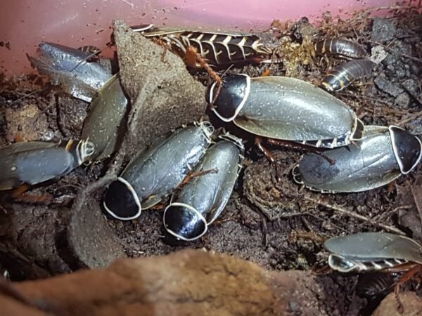 Blatte simandoa - JeroMantis & Co Simandoa conserfariam