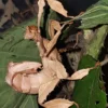 Phasme Scorpion (Extatosoma Tiaratum)