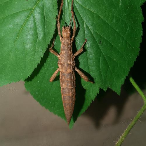 BCO.bcb37be4-f83b-497a-8e30-0ea1ff1bfa35 Canachus crocodilus