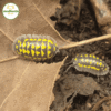 Armadillidium Gestroi