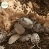 Porcellio Laevis "Dairy Cow"