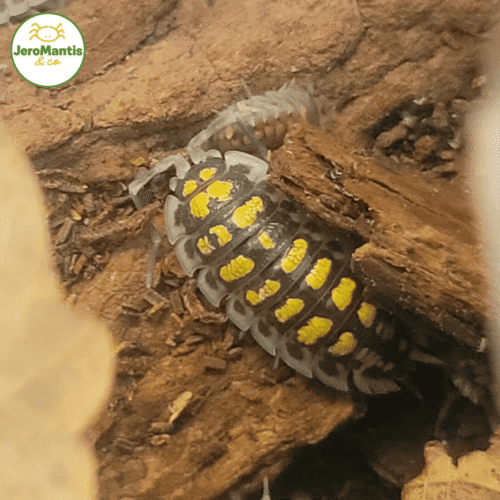 Porcellio Haasi "High Yellow"