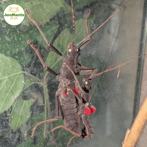 Copie de Copie de La Photo arrive bientôt(15)(1) Peruphasma Schultei "Red Wings"