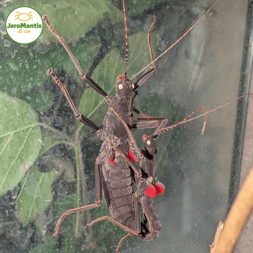 Peruphasma Schultei "Red Wings"