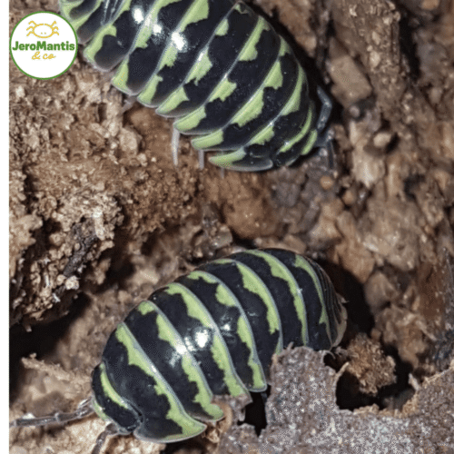 Armadillidium Maculatum "Yellow"