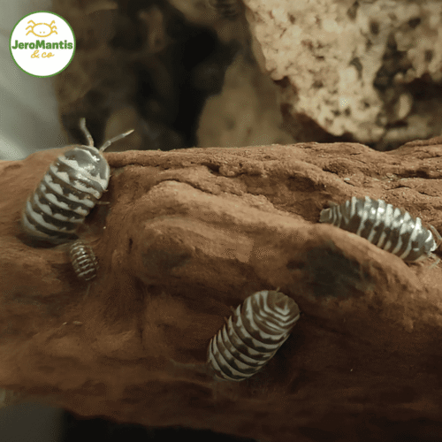 Armadillidium Maculatum "Zébra"