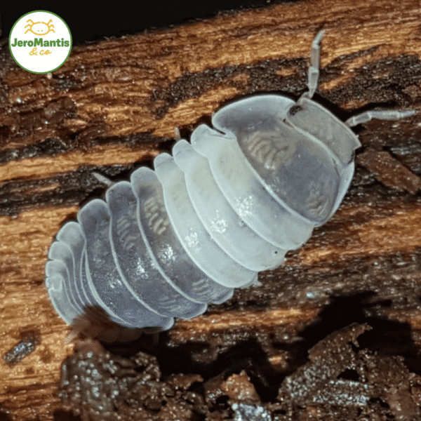 Copie de Copie de La Photo arrive bientôt(8)(1) Cubaris Sp Panda King