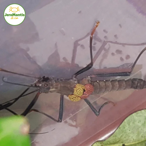 Pseudophasma subapterum