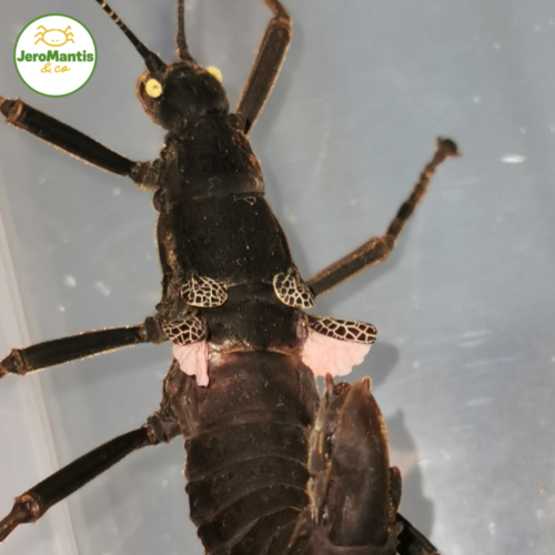 Peruphasma Schultei "Pink Wings"