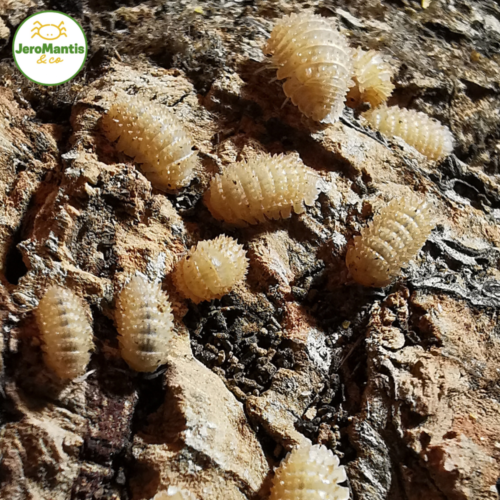 Cristarmadillidium Muricatum