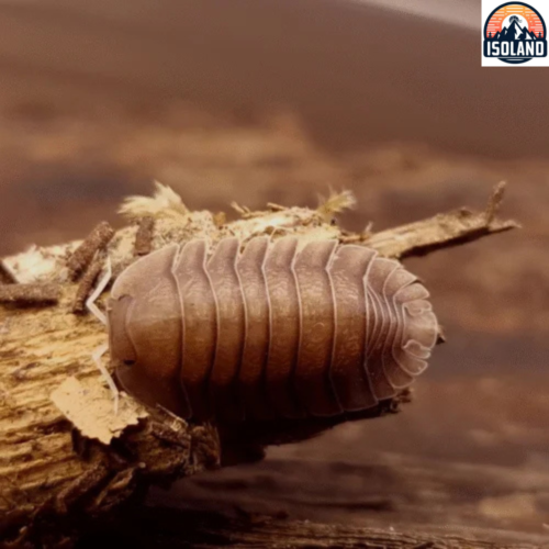 Troglodillo sp (soil) — cloporte rustique au look brut