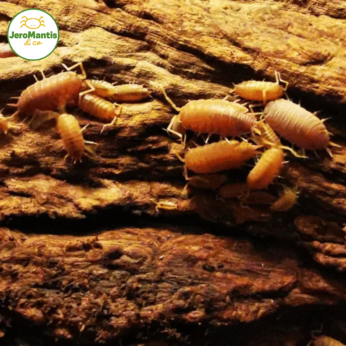 Porcellionides Pruinosus "Orange"