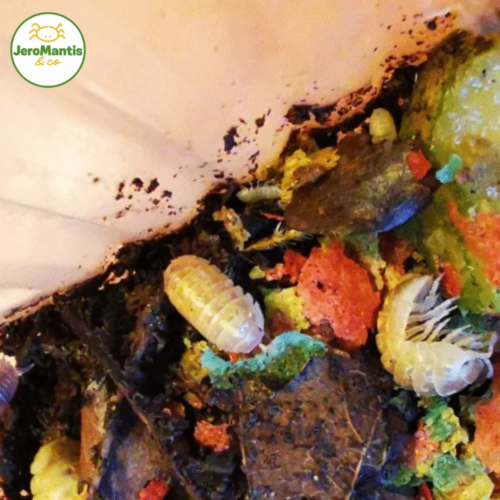 Copie de La Photo arrive bientôt(32) Armadillidium Vulgare "T+"