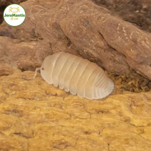 Cubaris Murina "Papaya"