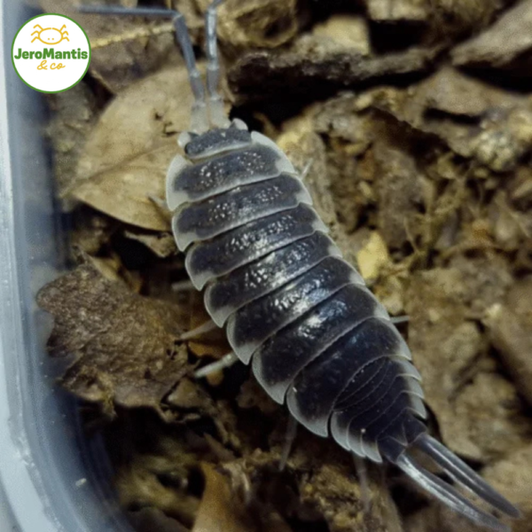 Porcellio Hoffmannseggi