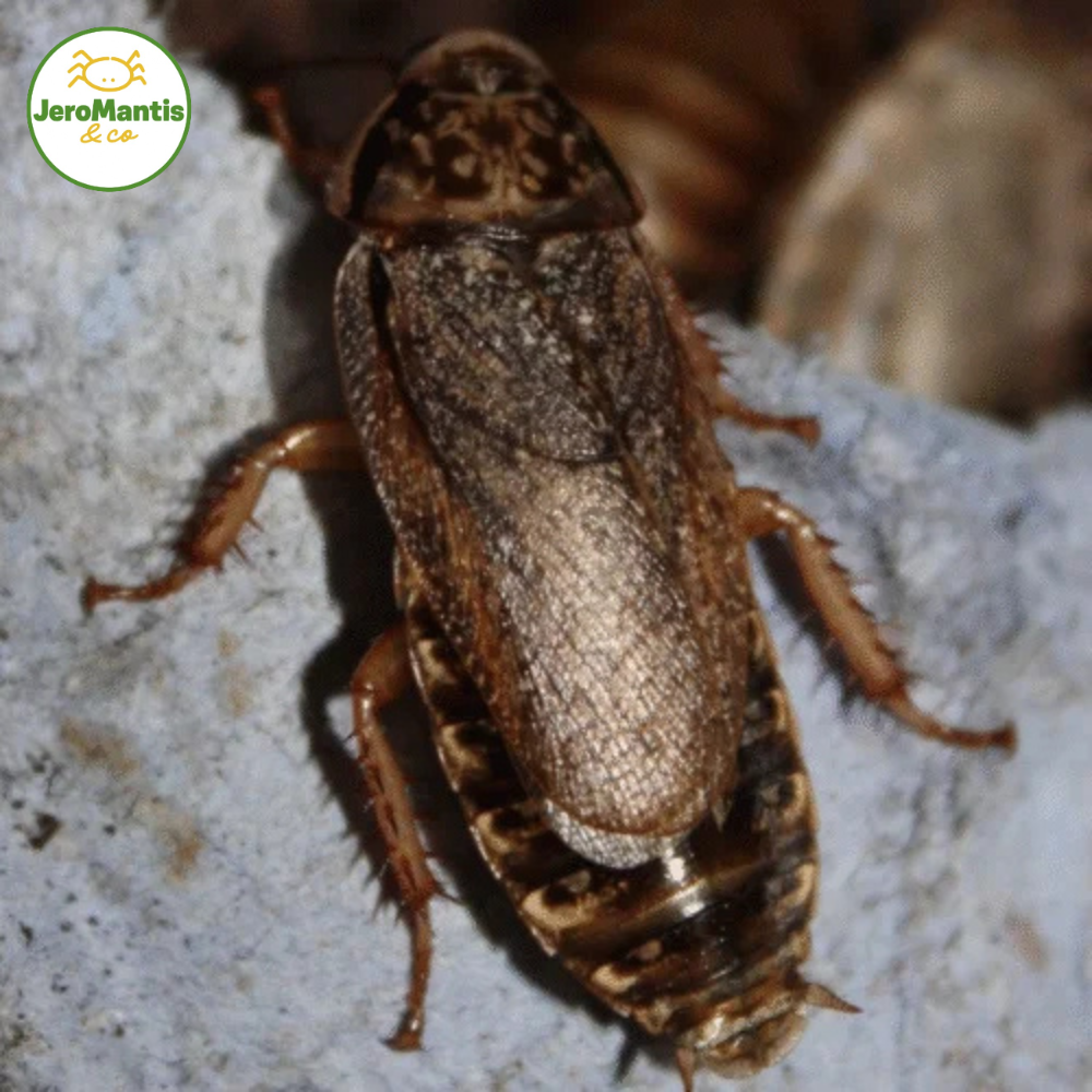 Copie de La Photo arrive bientôt(42) Nauphoeta Cinerea