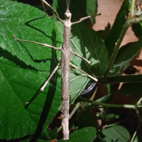 Design sans titre(100) Onchestus rentzi