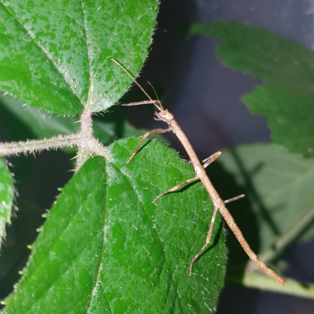 Design sans titre(101) Hermagoras foliopeda