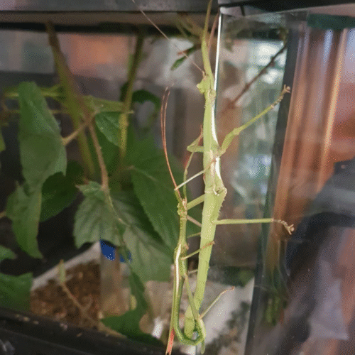 Design sans titre(103) Diapherodes jamaicensis (Blue Mountains)