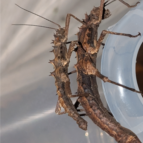 Design sans titre(105) Tisamenus serratorius