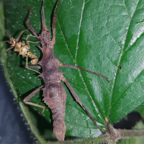 Design sans titre(107) Epidares nolimetangere