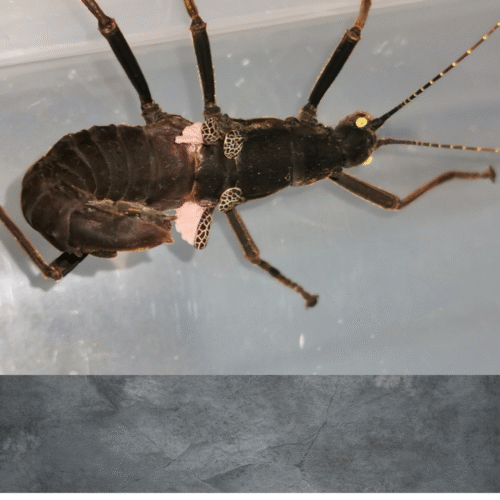 Design sans titre(113) Peruphasma schultei (pink wings)