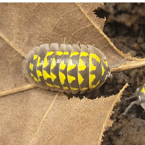 Design sans titre(119) Armadillidium gestroi – Le cloporte qui attire l’œil