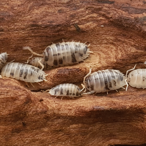 Design sans titre(122) Porcellio laevis (Dairy Cow)