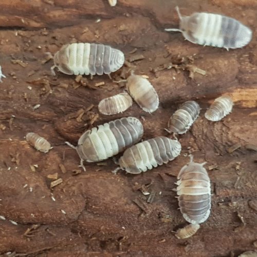 Design sans titre(128) Cubaris sp (Panda King)