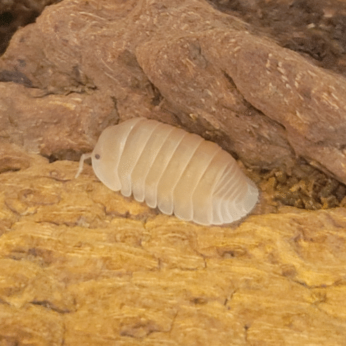 Design sans titre(129) Cubaris murina (Papaya)