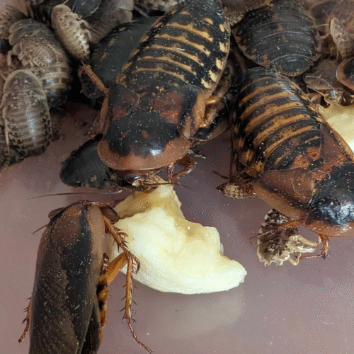 Blaptica dubia — La blatte nourricière incontournable