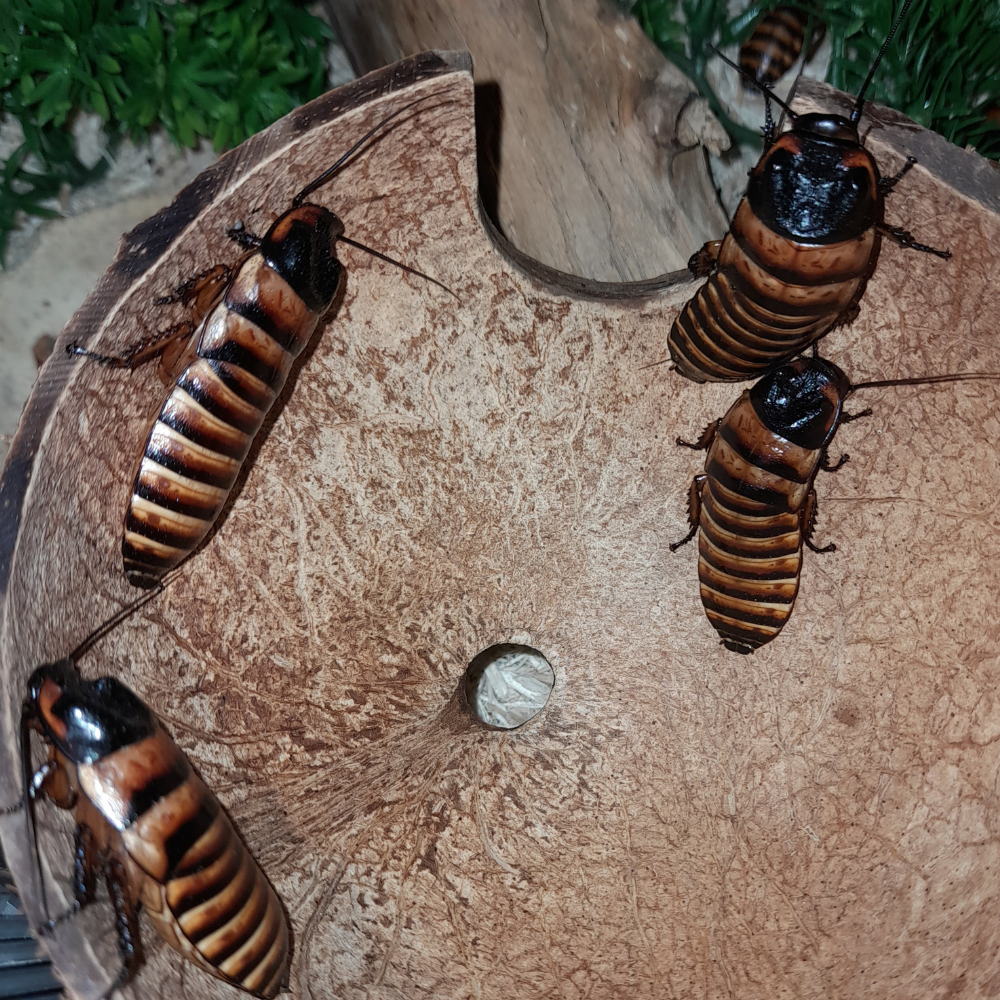 Elliptorhina Chopardi