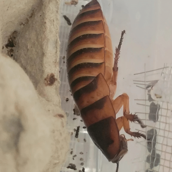 Elliptorhina Laevigata