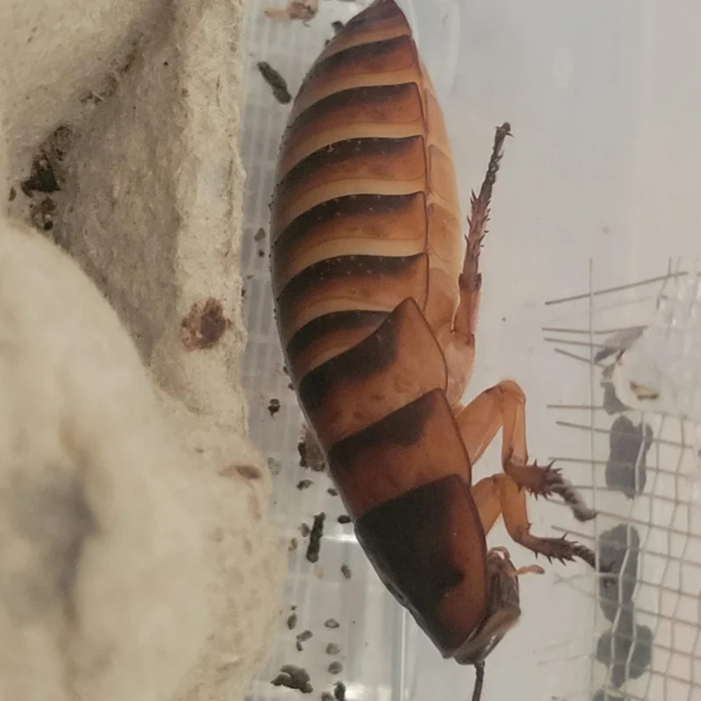 Elliptorhina Laevigata