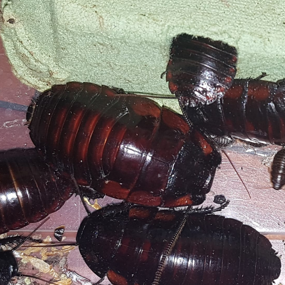 Aeluropoda insignis — La souffleuse flamboyante