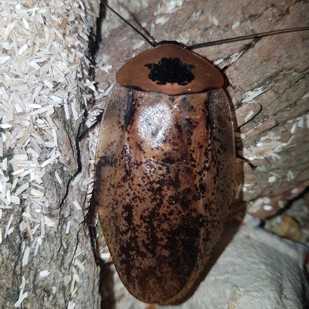 Archimandrita Tesselata