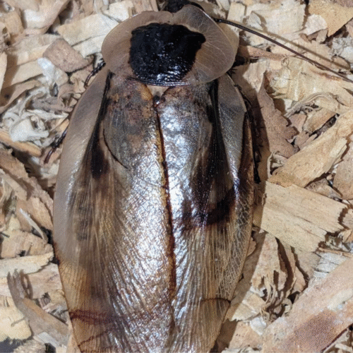 Design sans titre(139) Blaberus discoidalis