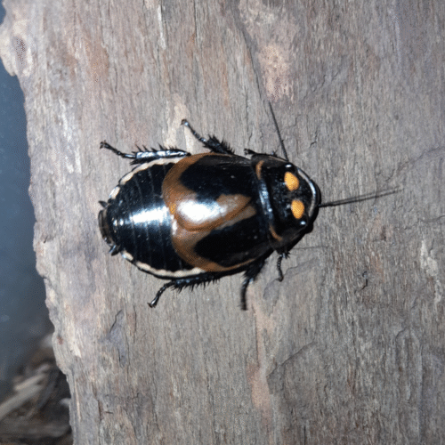 Lucihormetica verrucosa — La blatte "luciole"