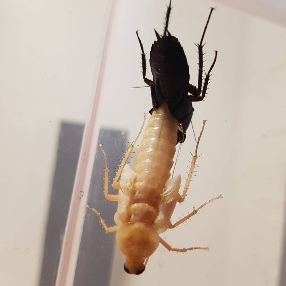 Periplaneta americana “Black”