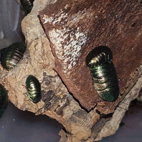 Design sans titre(142) Pseudoglomeris magnifica — La blatte émeraude